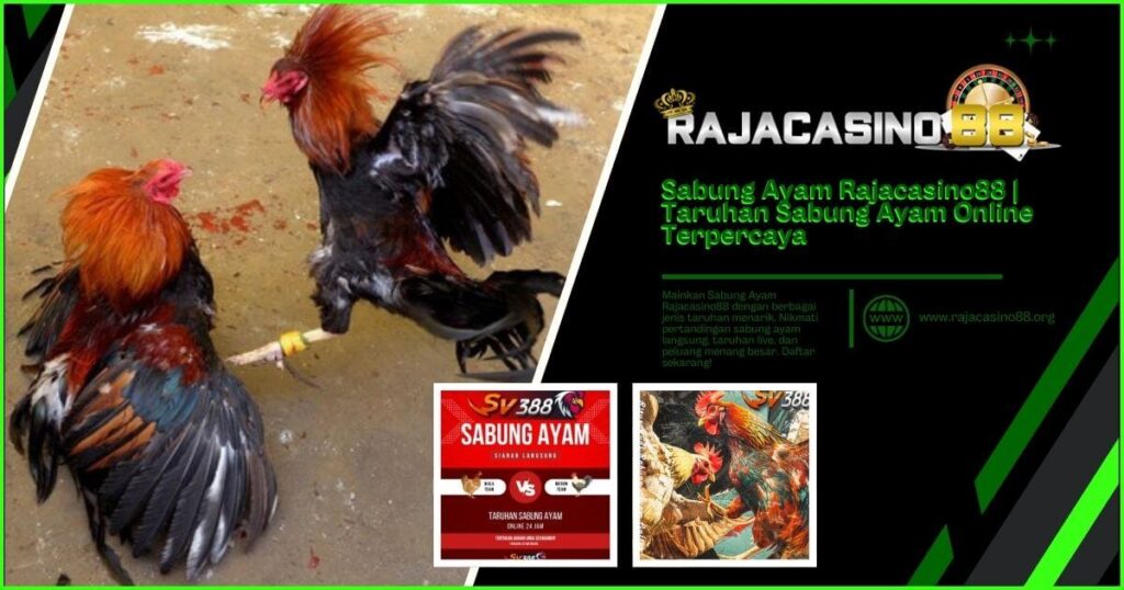 Sabung Ayam Rajacasino88 – Taruhan Online dengan Provider SV388